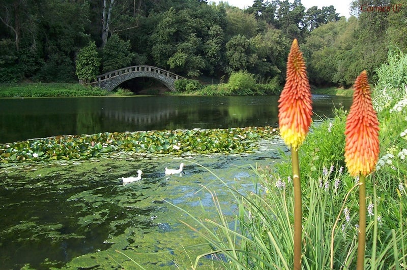 Jardim Botânico Nacional em Viña del Mar Jardim Botânico Nacional em Viña del Mar