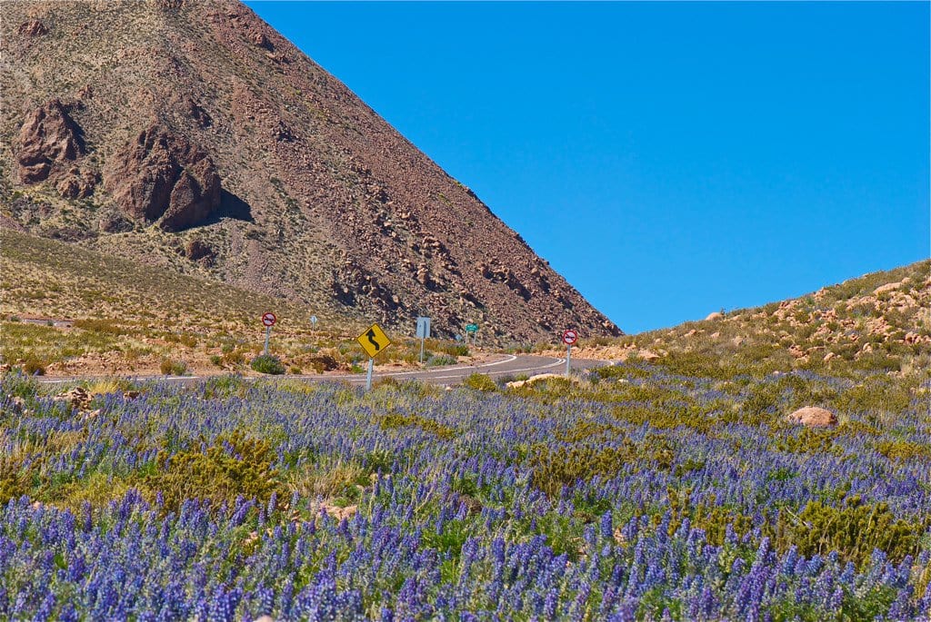 Primavera em Calama Primavera em Calama